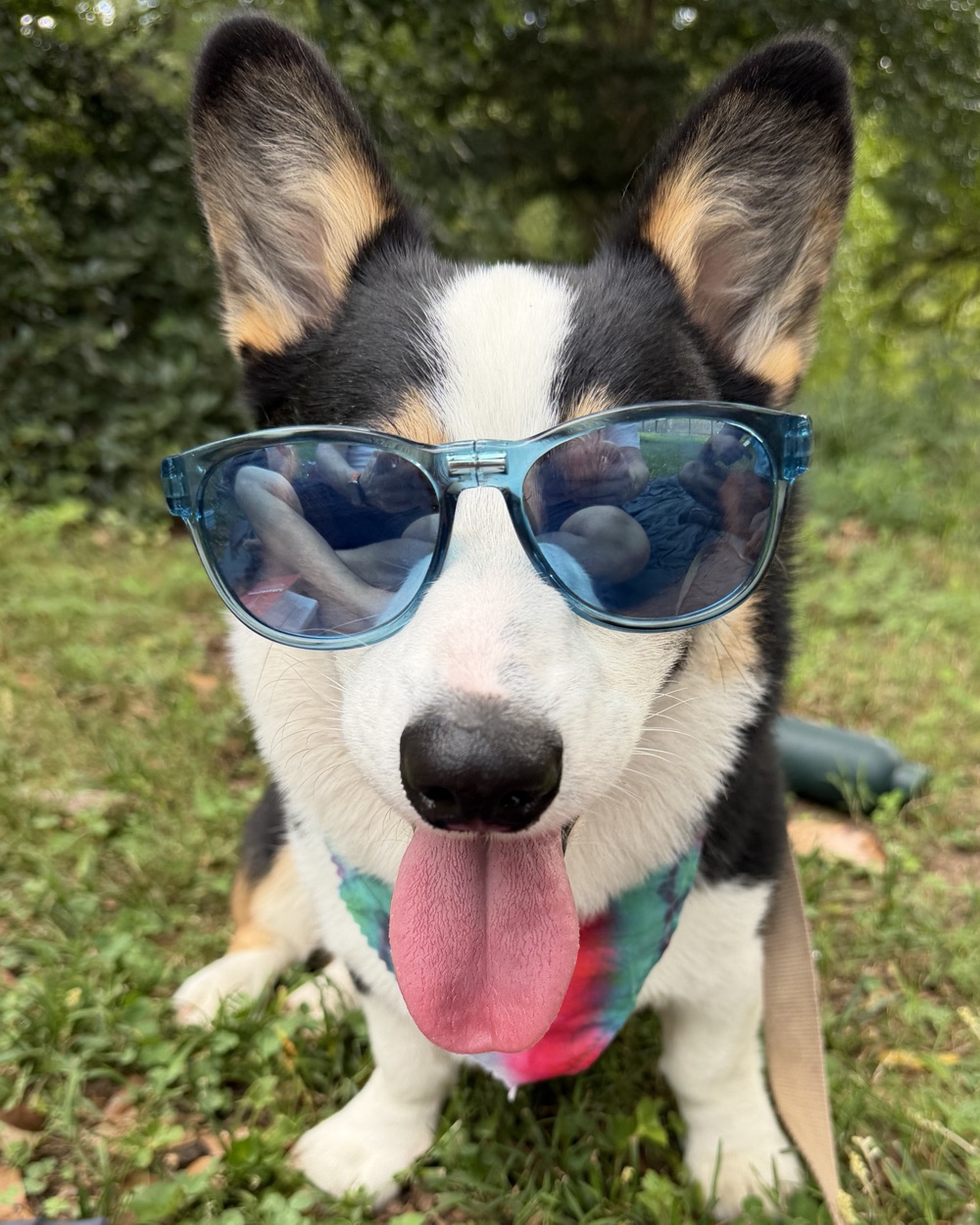 Emmanuel the Corgi in blue sunglasses and a tie-dye bandana